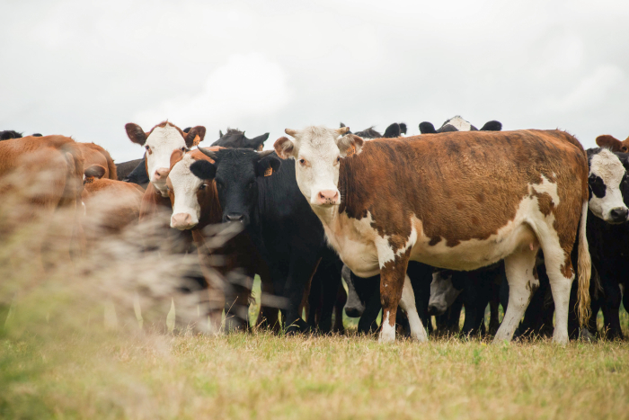 Vacas