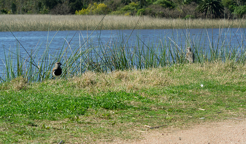 Borde de una laguna. En el pasto, un tero. 