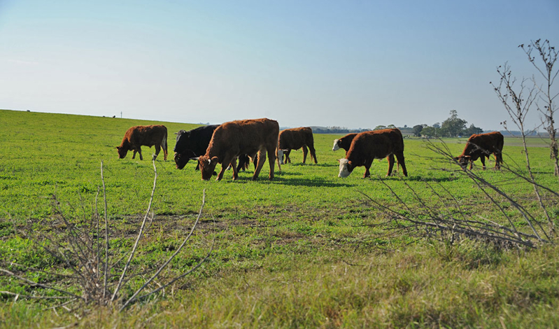 Ganado en el campo