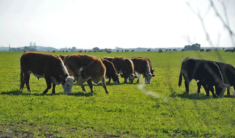 Varias vacas pastorean en el campo