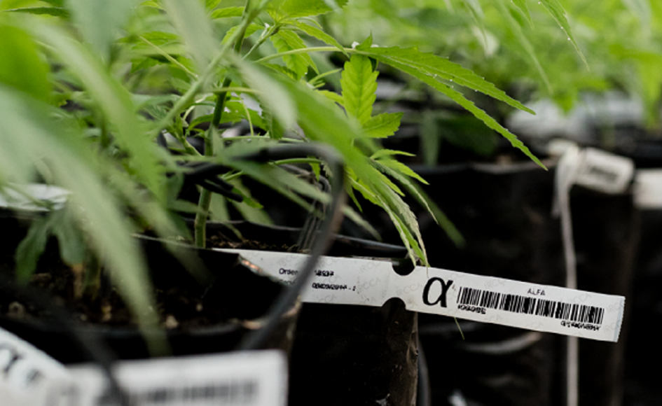 Cannabis Cannabis
