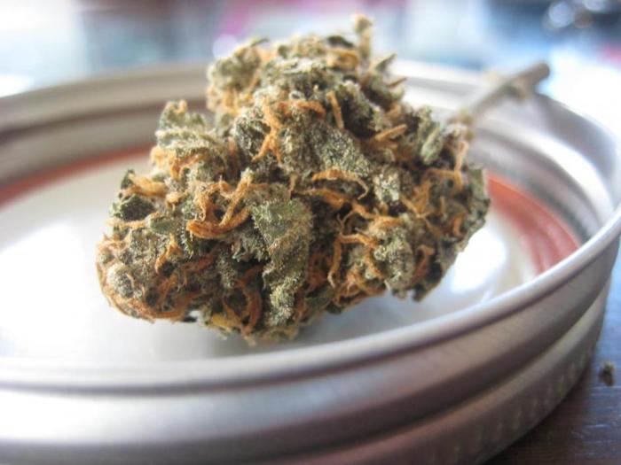 cannabis cannabis
