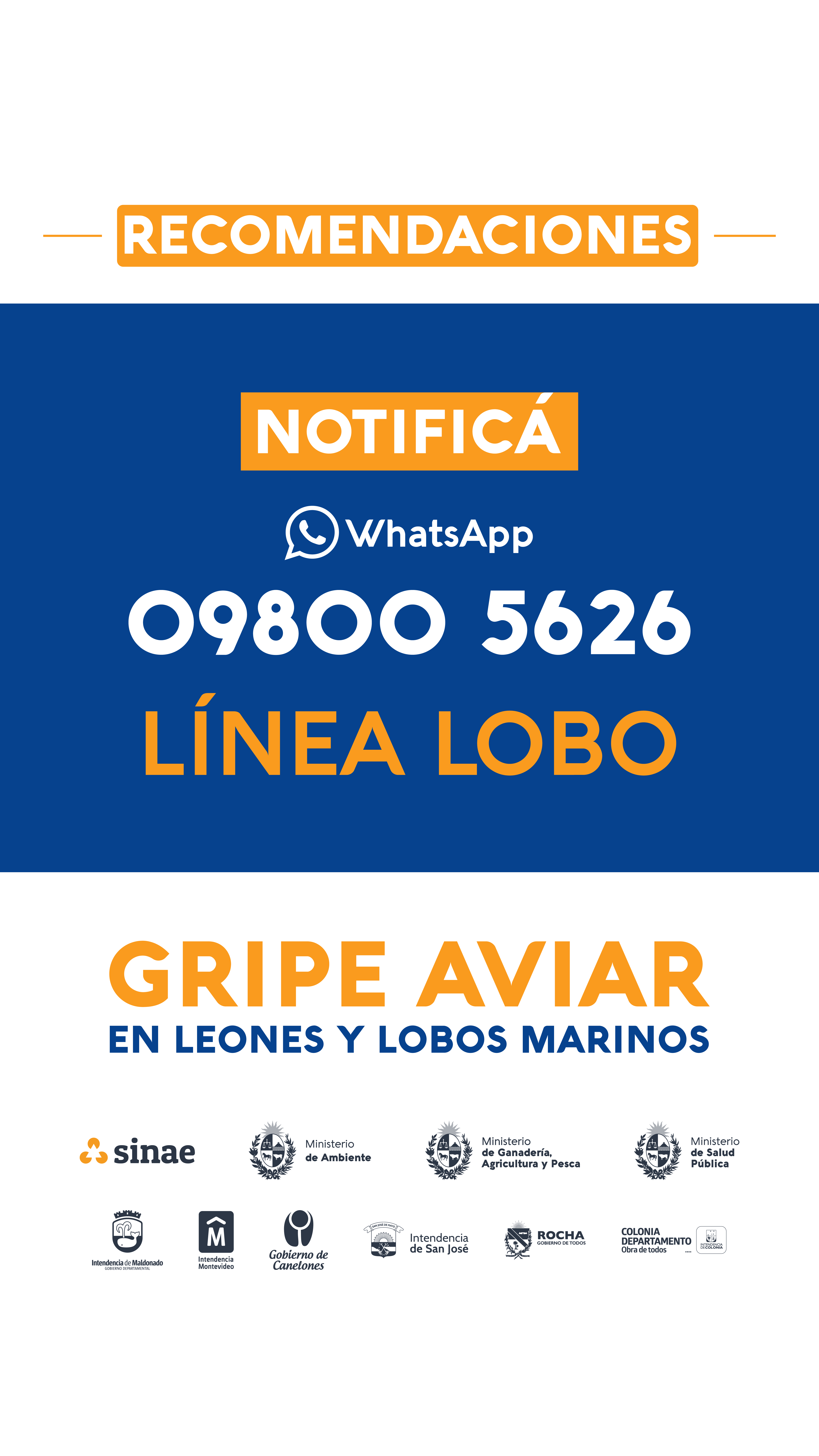 d-Gripe_Aviar_1920