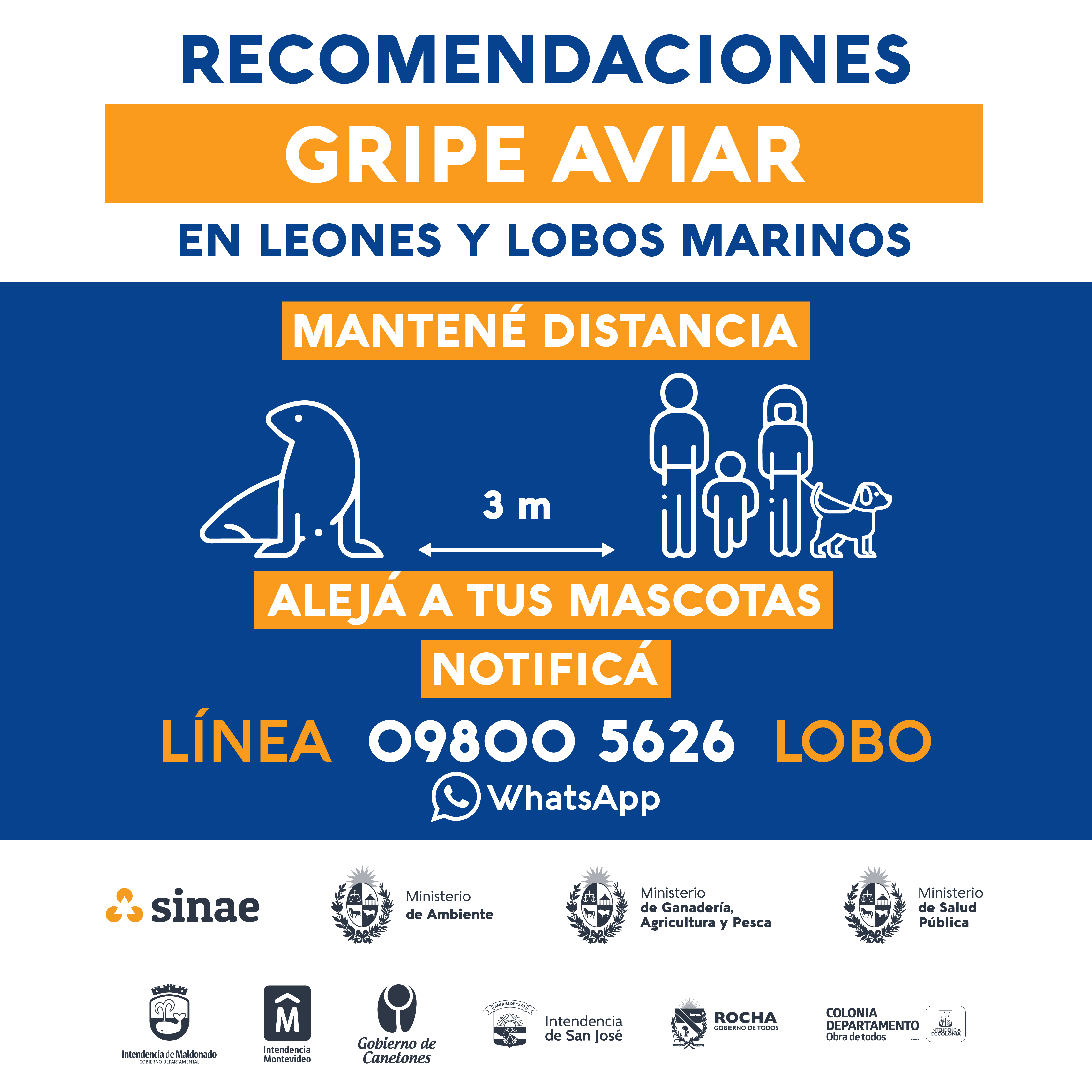 Info_total-Gripe_Aviar_1080