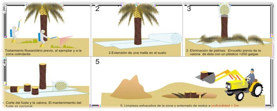 Corte y manejo de palmeras afectadas