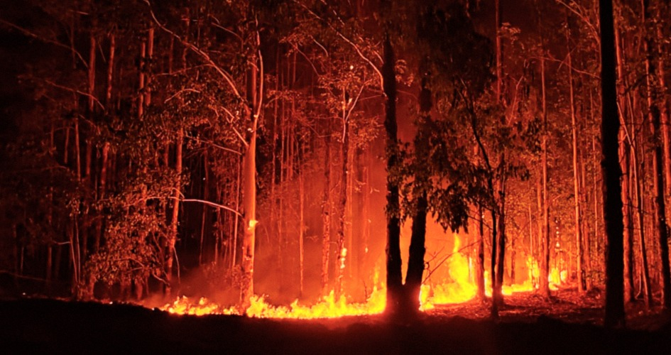 Incendio forestal en Paysandú Incendio forestal en Paysandú