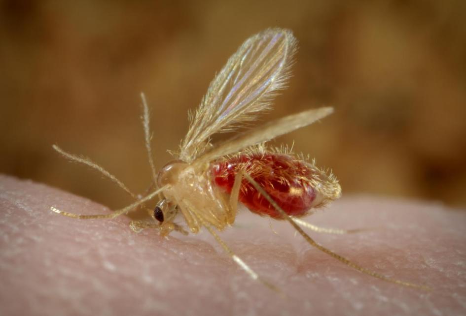 Lutzomyia longipalpis Lutzomyia longipalpis
