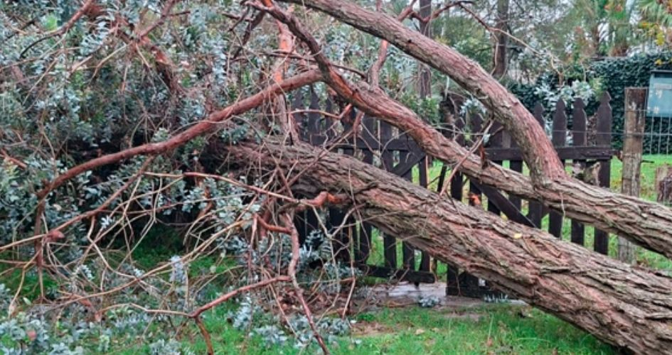Árbol caído por tormenta Árbol caído por tormenta