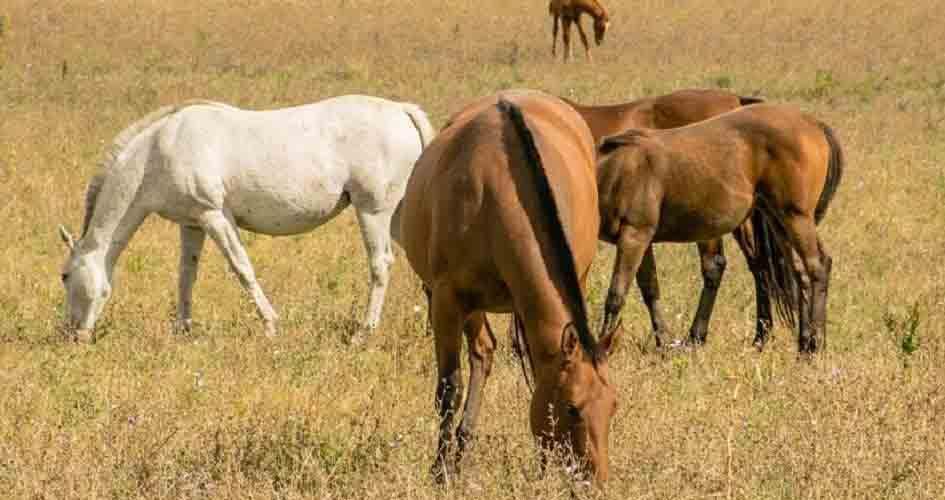 equino equino