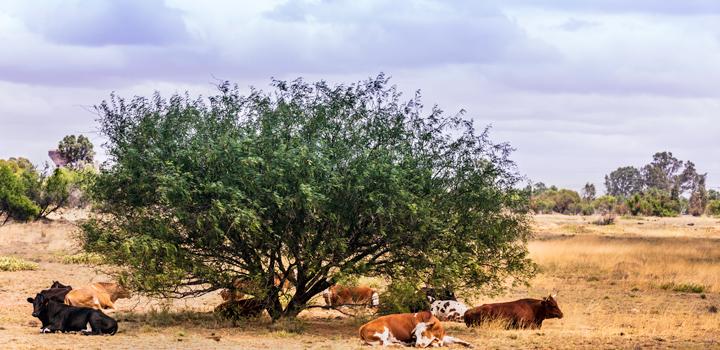 Campo con el pasto seco, vacas acostadas debajo de un árbol, buscando sombra