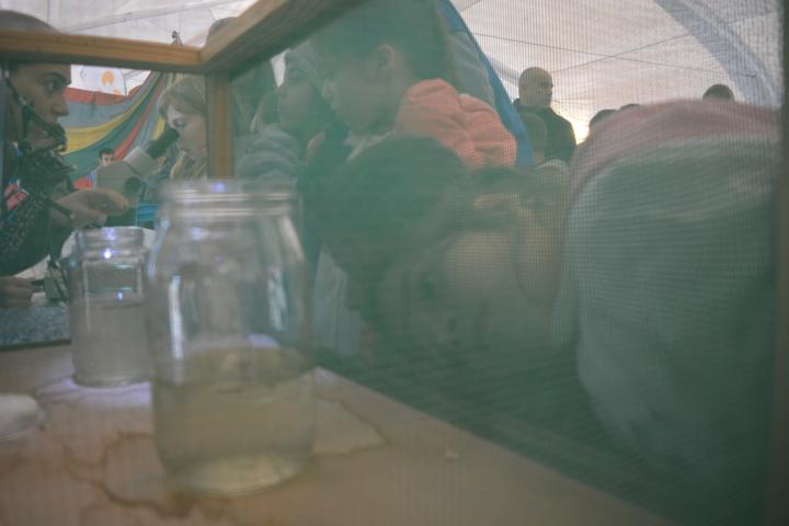 Niña observa vectores de Aedes Aegypti en la Estación Lúdica del Ministerio de Salud en el Parque de la Prevención Niña observa vectores de Aedes Aegypti en la Estación Lúdica del Ministerio de Salud en el Parque de la Prevención