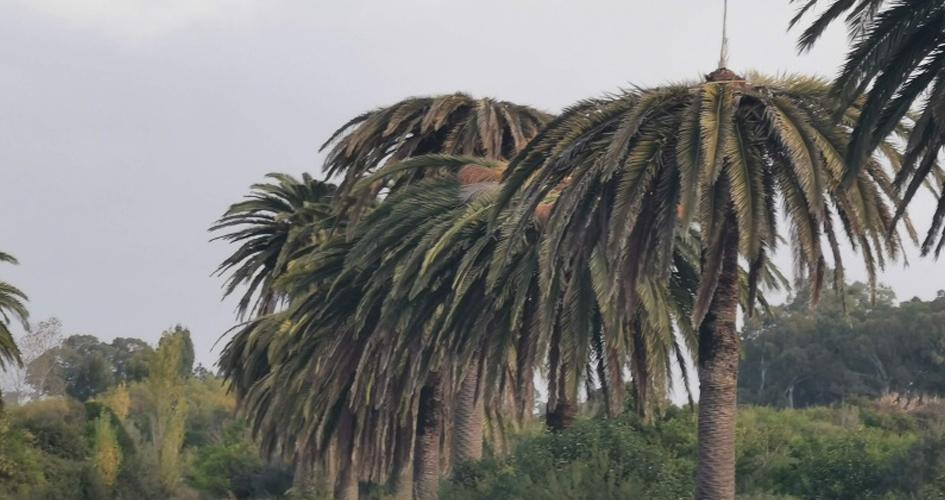 Imagen Intendencia de Canelones (Nota publicada el 28/06/2022 en https://bit.ly/3TZtCiV) Palmeras infestadas en Canelones