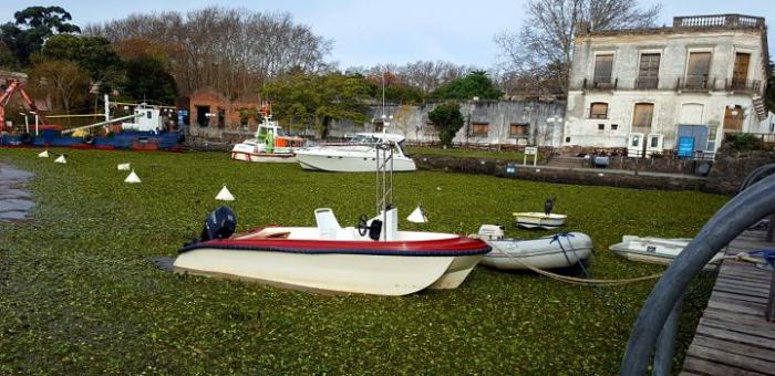 Situación en Colonia Embarcación en el agua rodeada de plantas acuáticas