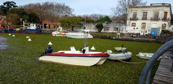 Embarcación en el agua rodeada de plantas acuáticas