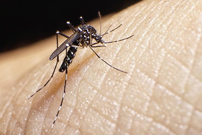 Mosquito aedes aegypti - imagen de archivo