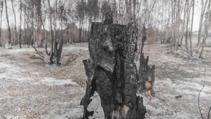 Restos vegetación luego de incendio Restos vegetación luego de incendio