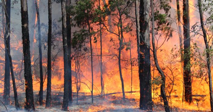 incendio forestal