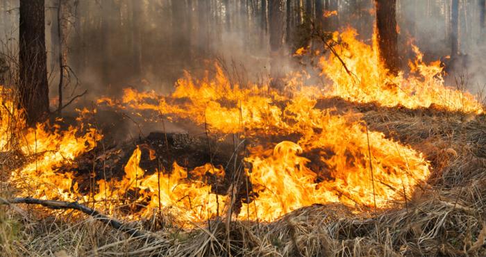 Incendio forestal imagen ilustrativa