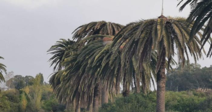 Palmeras infestadas en Canelones