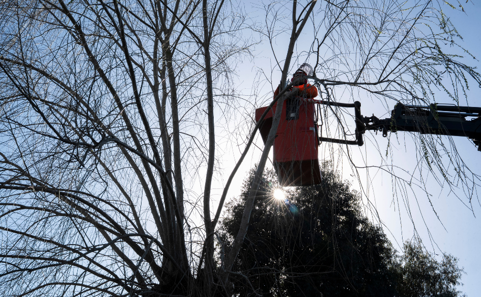 Funcionario de la Intendencia de Canelones poda un árbol en el barrio Corfrisa de Las Piedras, durante las acciones de acondicionamiento urbano que se realizan en el marco del programa Más Barrio