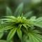 planta de cannabis