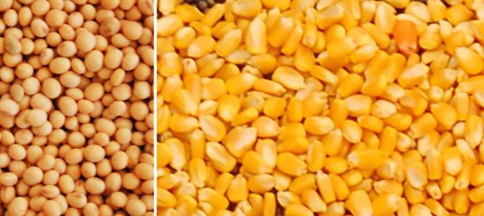 Granos de soja y maíz