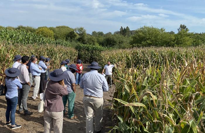 Visita cultivares de maíz Personas en cultivo de maíz
